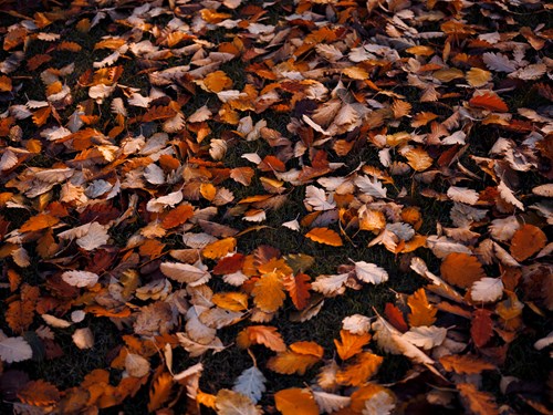 Samling af efterårsblade