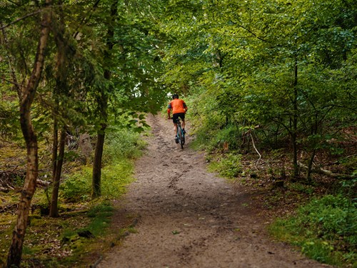 Mountainbikerytter kører op ad bakke mellem træerne i skoven