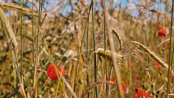 Natur, blomster, græsstrå, biodiversitet