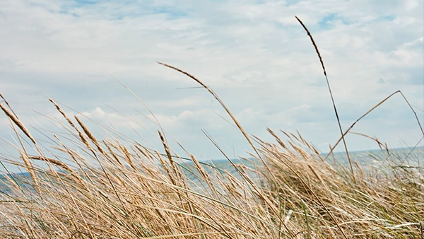 Marehalm ved strand